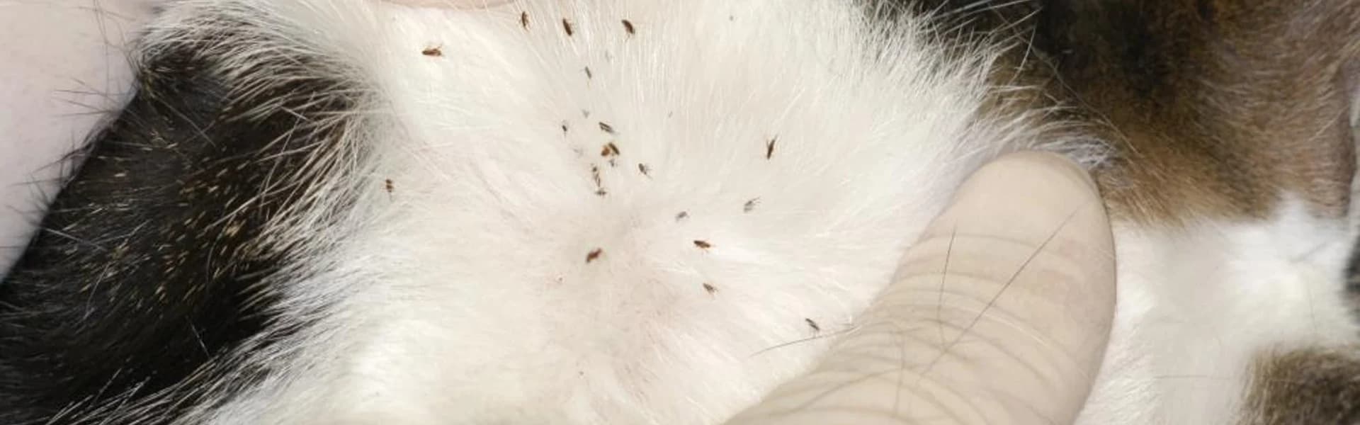 Flea bites on human ankle showing typical signs of a flea infestation Flea bites on human ankle showing typical signs of a flea infestation