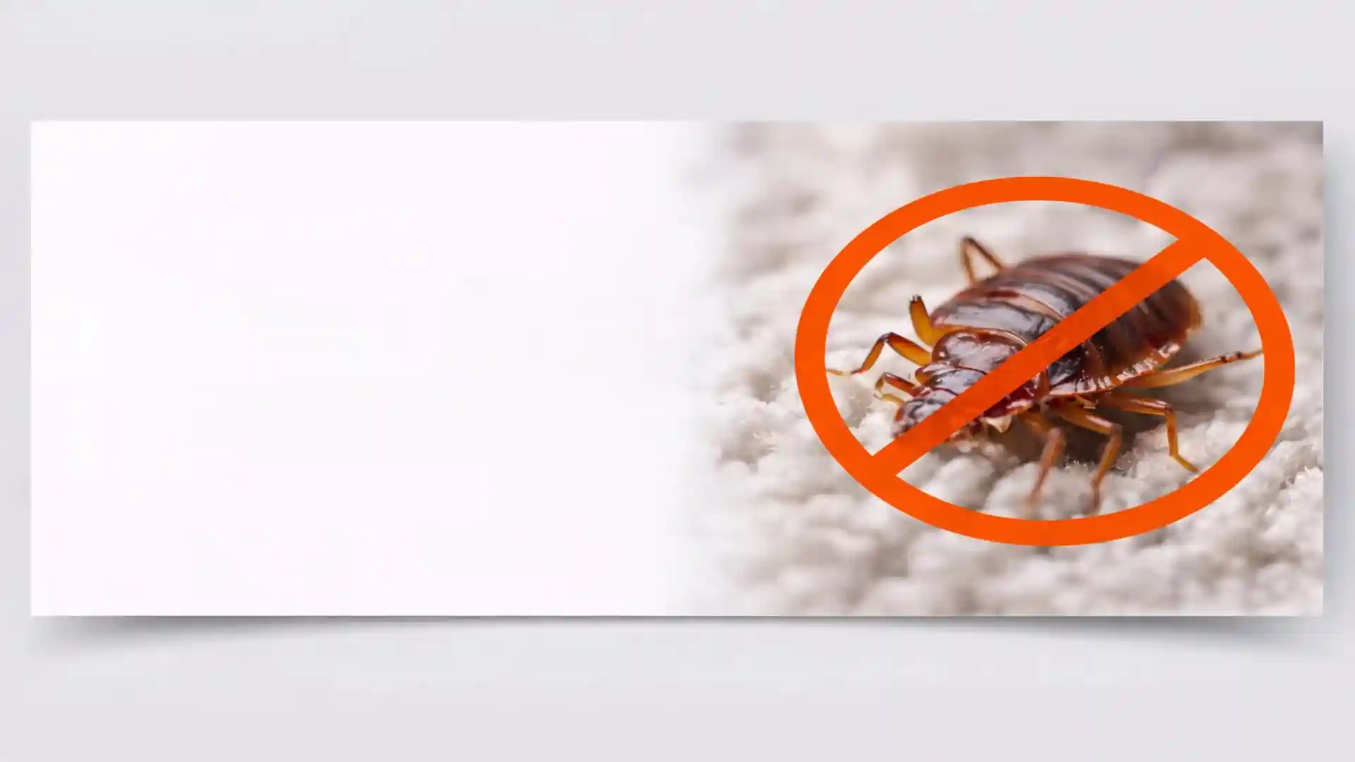 Bed bug on fabric with no-entry warning sign for professional bed bug treatment services in London and Essex