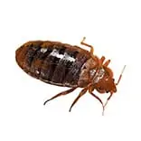 Bed Bug Removal