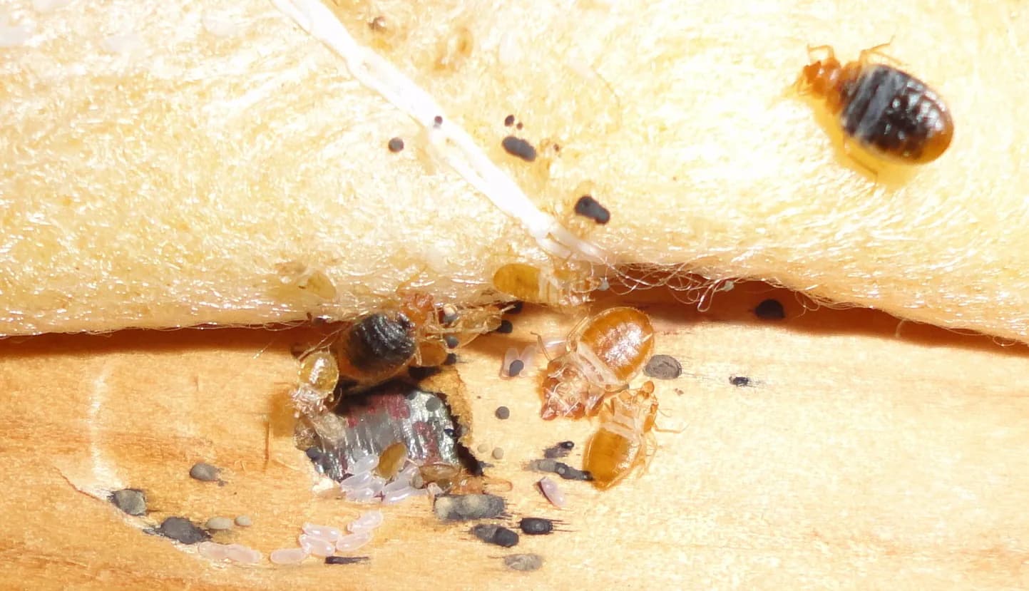 Bed bugs at various life stages hiding in a mattress seam. Bed bugs, nymphs, eggs, and fecal marks clustered in a mattress seam