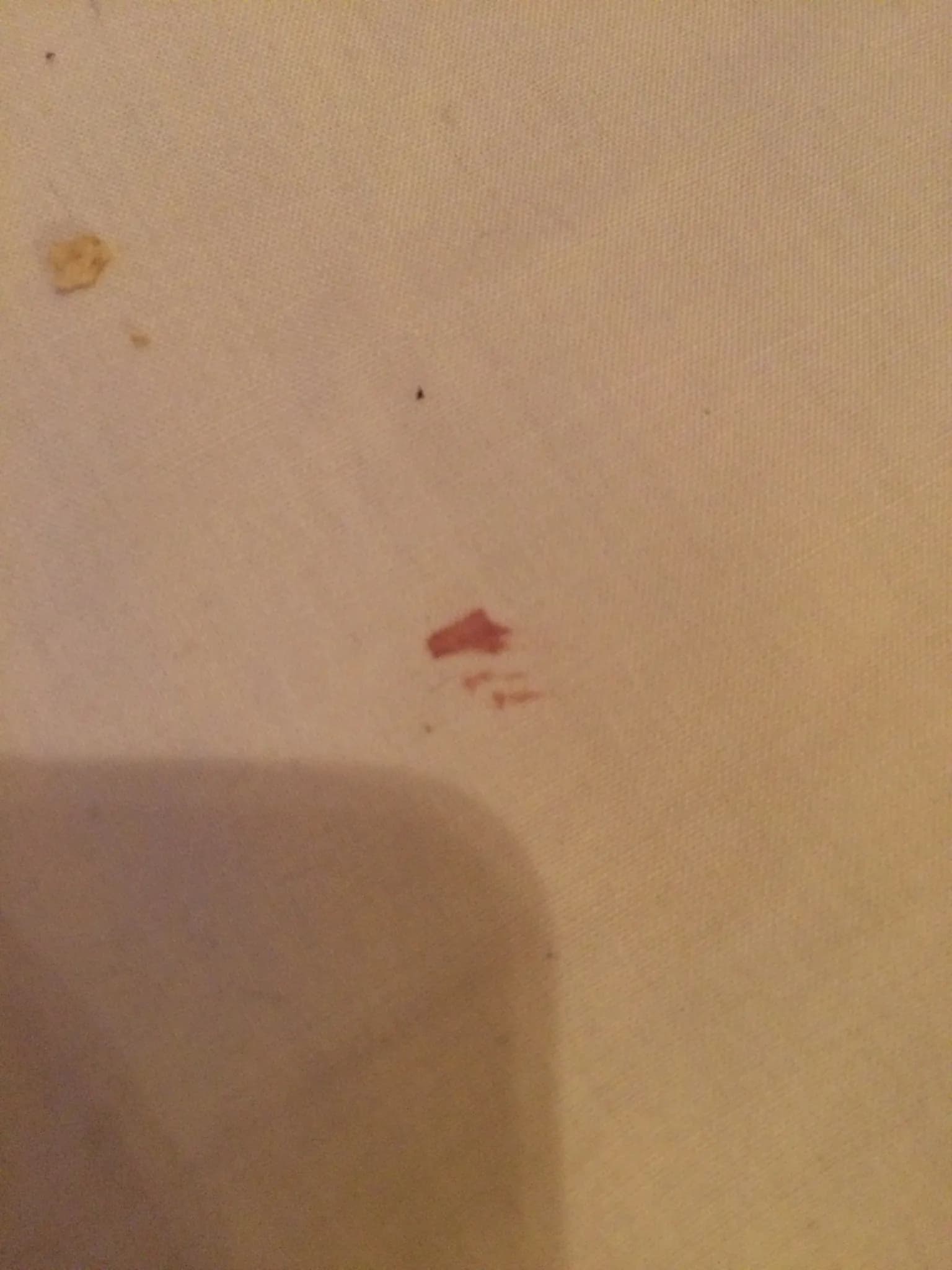 Blood spots on bedding — a common sign of bed bug activity. Blood spots on white bed sheets caused by bed bug feeding