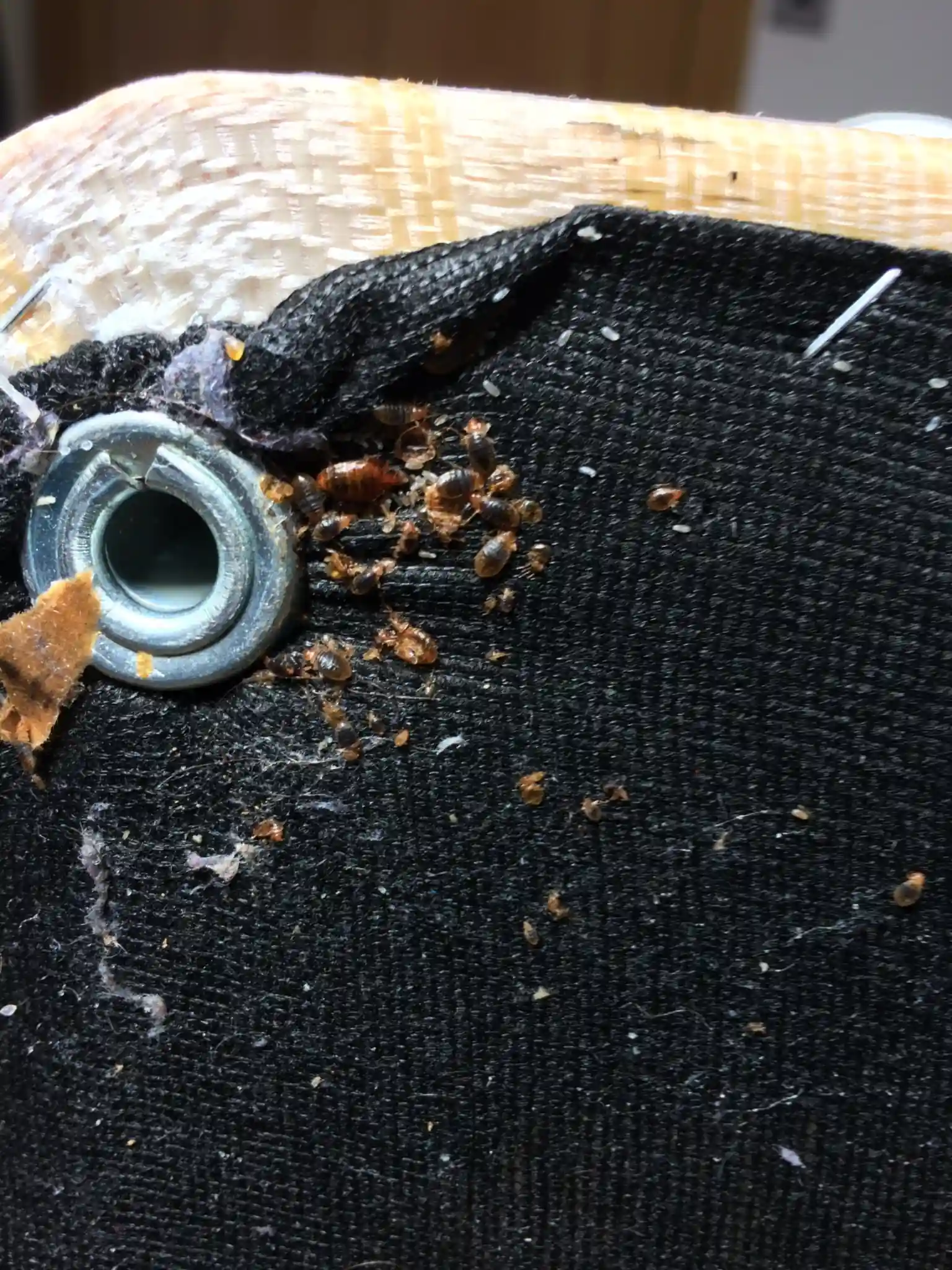 Bed bug eggs and adults clustered near a mattress eyelet. Close-up of bed bug eggs and adults hiding near a mattress eyelet