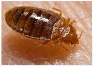 An engorged adult bed bug — approximately 5mm long. Close-up of an adult bed bug feeding on human skin