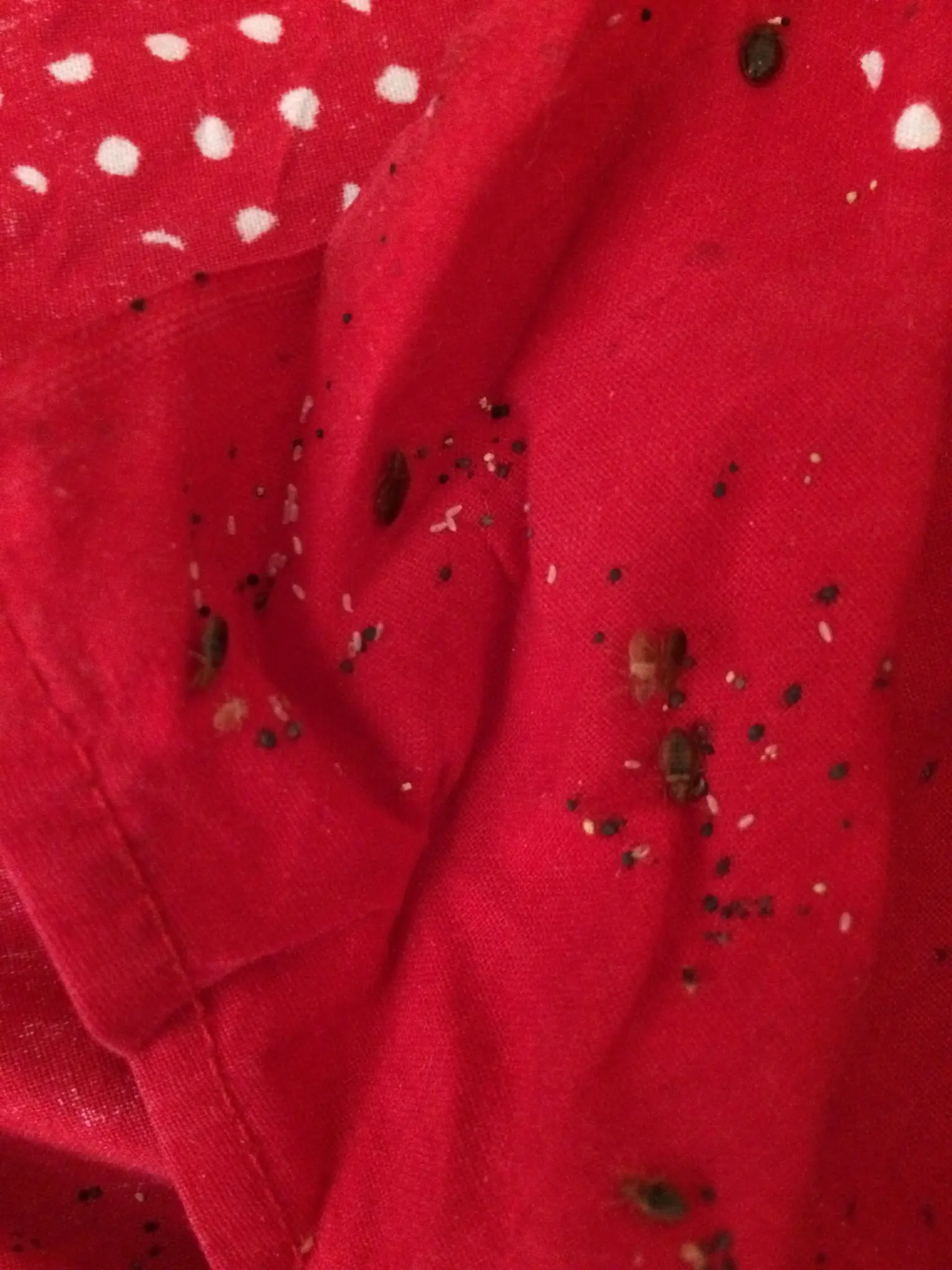 Live bugs, eggs, and fecal spotting on fabric — clear signs professional help is needed. Bed bugs, eggs, and fecal marks on fabric — signs of a serious infestation requiring professional treatment