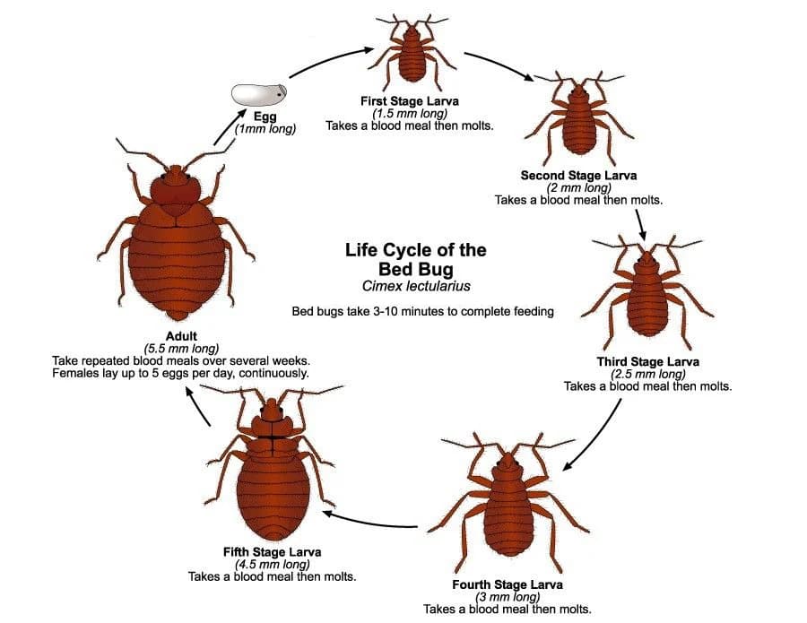 The five nymphal stages of a bed bug — each requires a blood meal to moult. Diagram showing the five nymphal stages of bed bug growth from egg to adult
