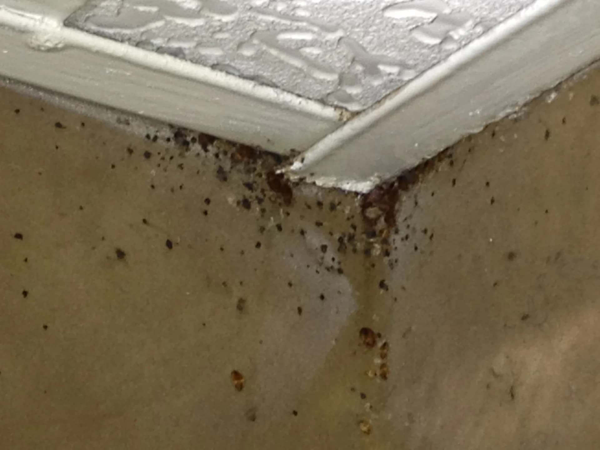 Severe fecal staining on a wall — a sign of a long-standing bed bug infestation. Heavy bed bug fecal spotting on a wall and skirting board showing a severe infestation