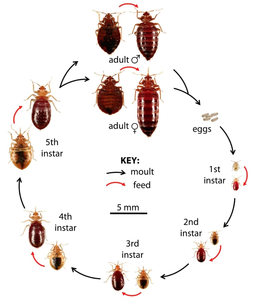 The bed bug lifecycle — egg, five nymphal stages, and adult. Diagram showing the bed bug lifecycle from egg through five nymphal stages to adult