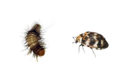 Carpet Beetle Pest Control