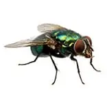 Cluster Fly Pest Control
