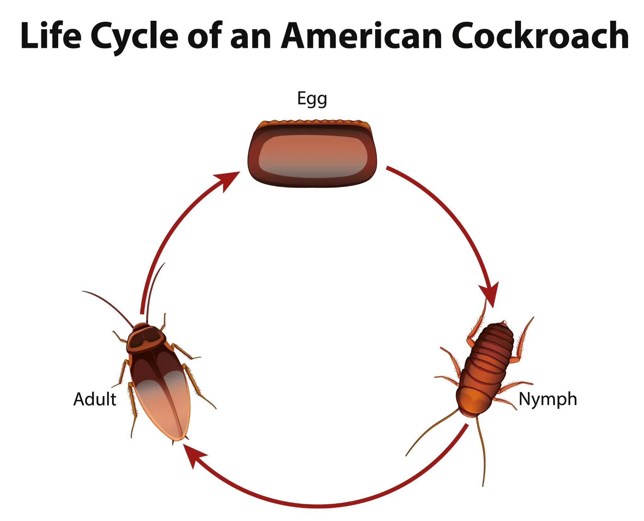 Cockroach development from egg to adult — slow-acting remedies like DE struggle to outpace breeding. Cockroach life cycle diagram — egg case, nymphs, and adult showing rapid development