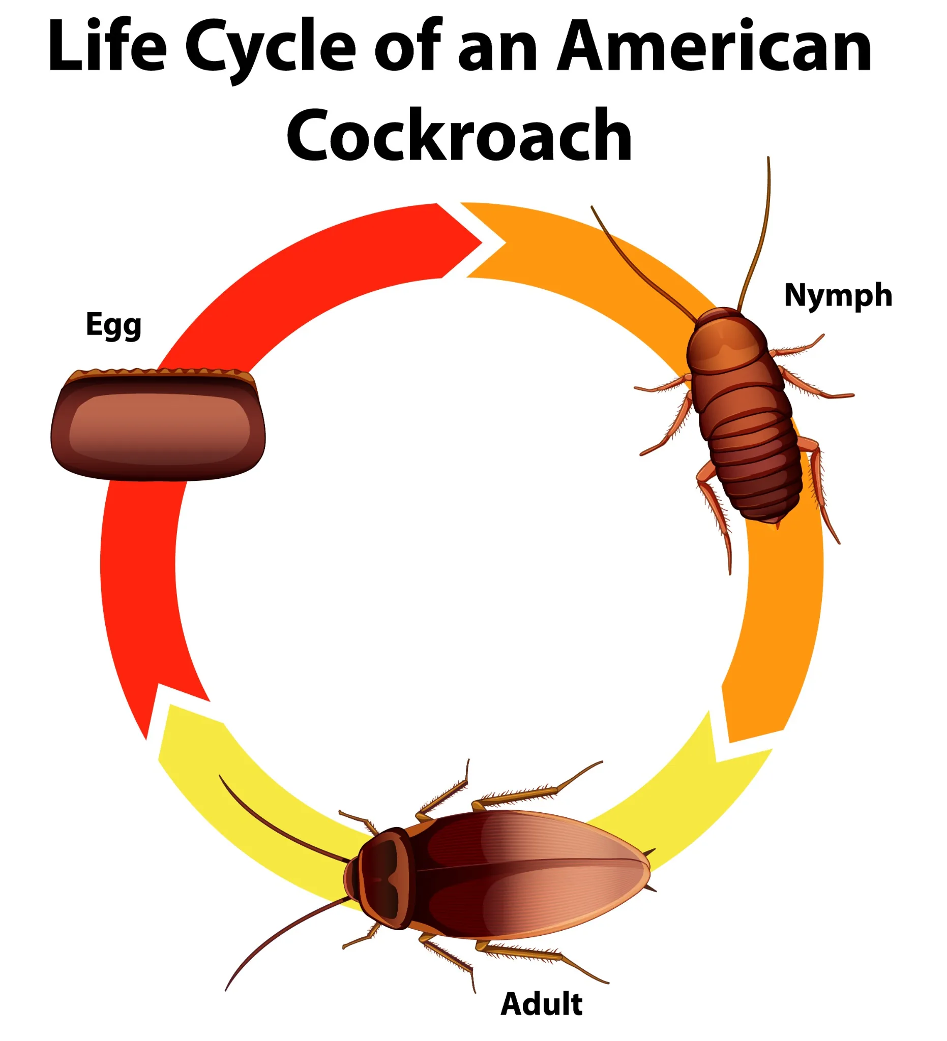 American cockroach life cycle diagram showing egg, nymph, and adult stages American cockroach life cycle diagram showing egg, nymph, and adult stages
