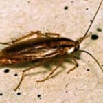 Close-up of a cockroach — early identification is key to effective treatment. Close-up of a cockroach showing detailed body features for identification
