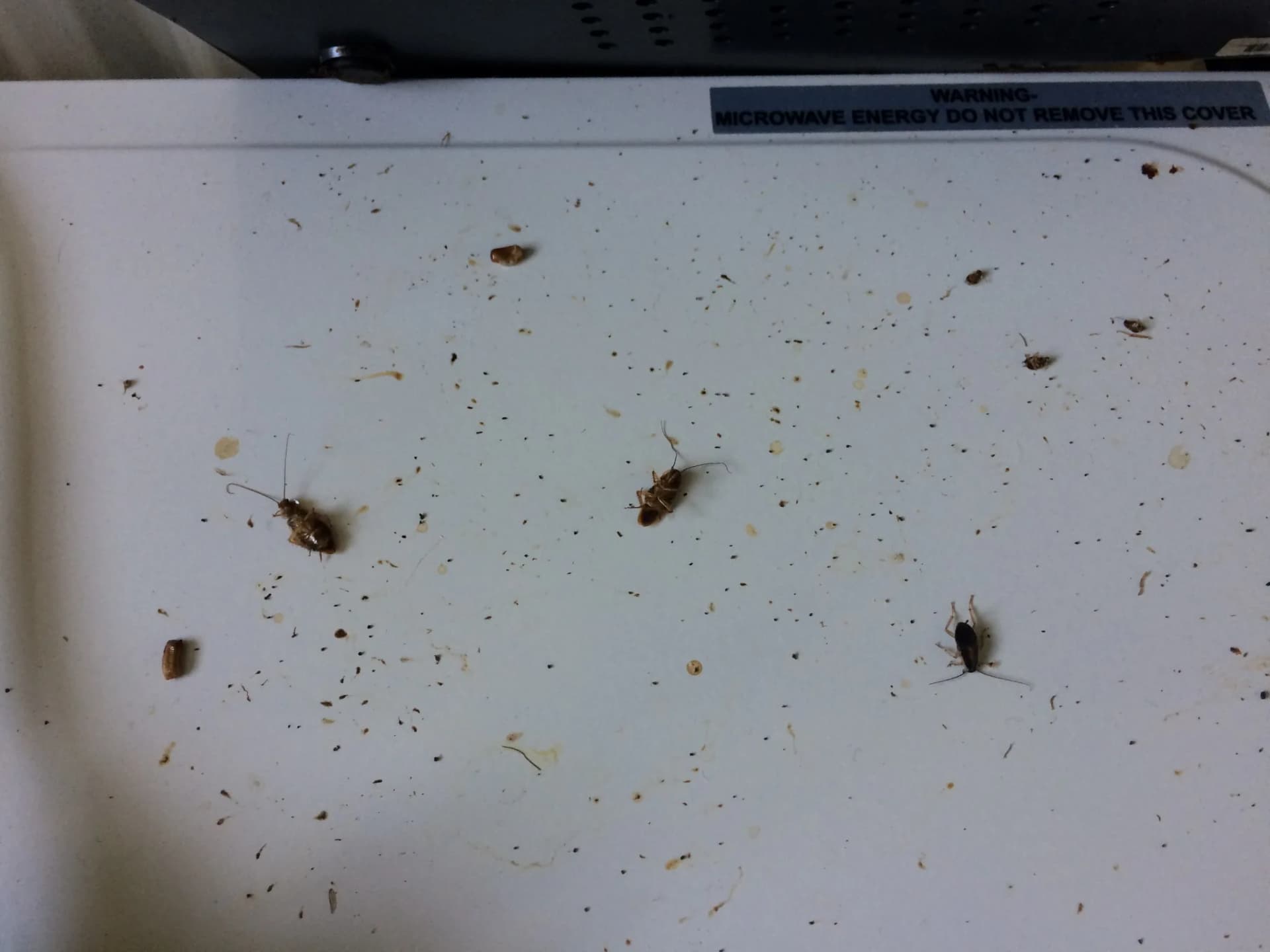 Droppings and dead cockroaches uncovered during a kitchen inspection — common finds behind appliances. Cockroach droppings and dead cockroaches found during a kitchen inspection