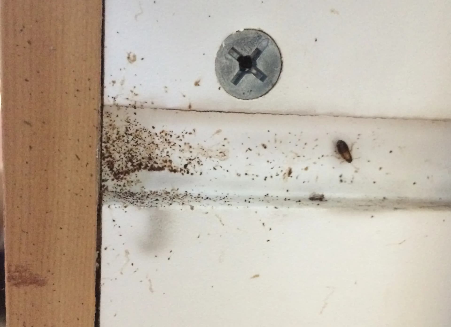 Cockroach droppings on a cabinet surface — dense clusters indicate a nearby harbourage point. Cockroach droppings (frass) on a kitchen cabinet — a key sign of cockroach infestation