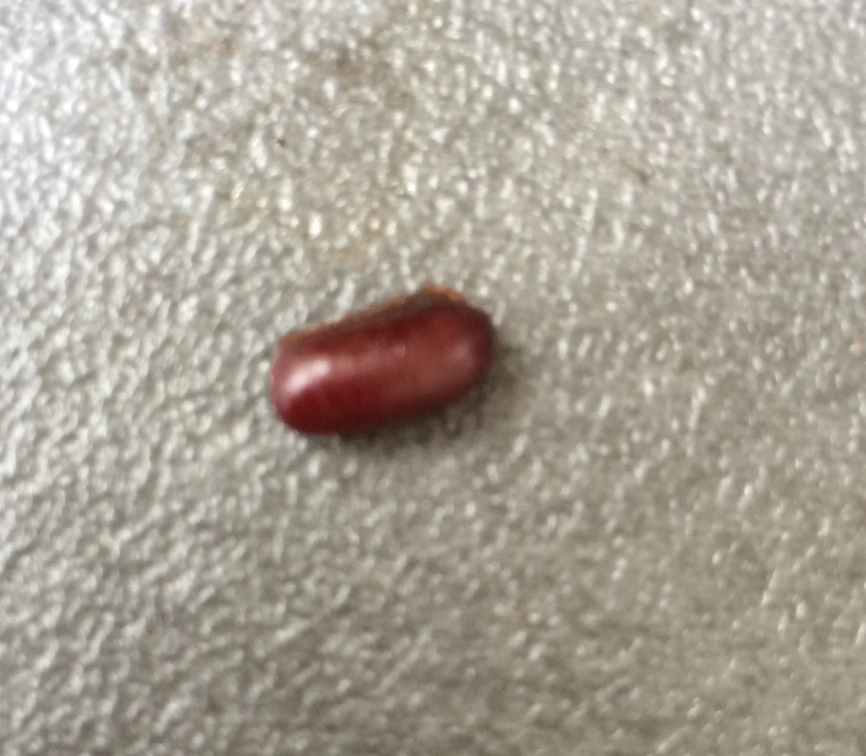 A cockroach ootheca on the floor — finding egg cases early is critical for preventing a full infestation. Cockroach egg case (ootheca) found on a floor — an early sign of cockroach breeding activity