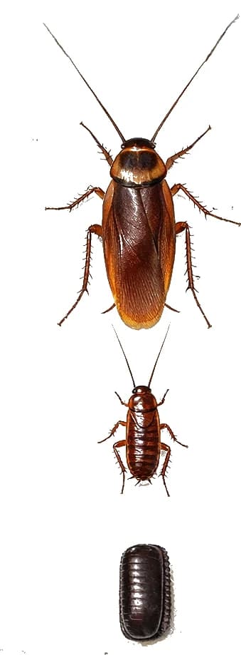 American cockroach life stages — occasionally found in heated commercial premises and port areas. American cockroach life stages — the largest cockroach species occasionally found in UK commercial premises