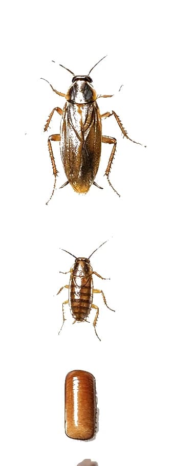 German cockroach life stages — from ootheca to adult in as little as 6 to 8 weeks. German cockroach life stages — egg case, nymphs, and adult showing size progression