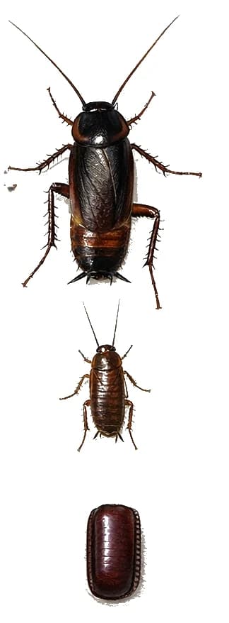 Oriental cockroach life stages — commonly found in basements, drains, and damp areas. Oriental cockroach life stages — egg case, nymphs, and glossy dark adult