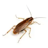 Cockroach