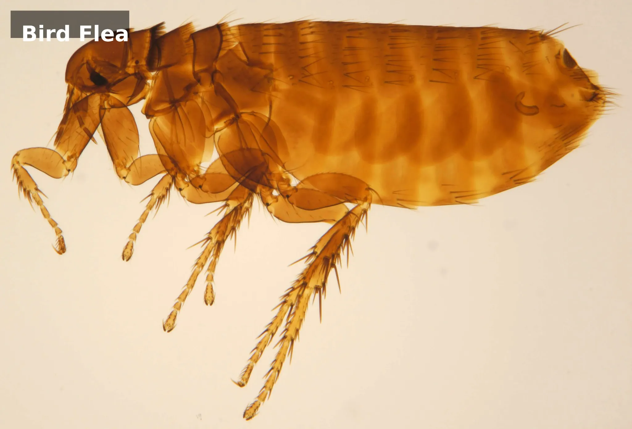 The bird flea (Ceratophyllus gallinae) — commonly found near nesting birds. Microscope image of a bird flea (Ceratophyllus gallinae) showing detailed body structure