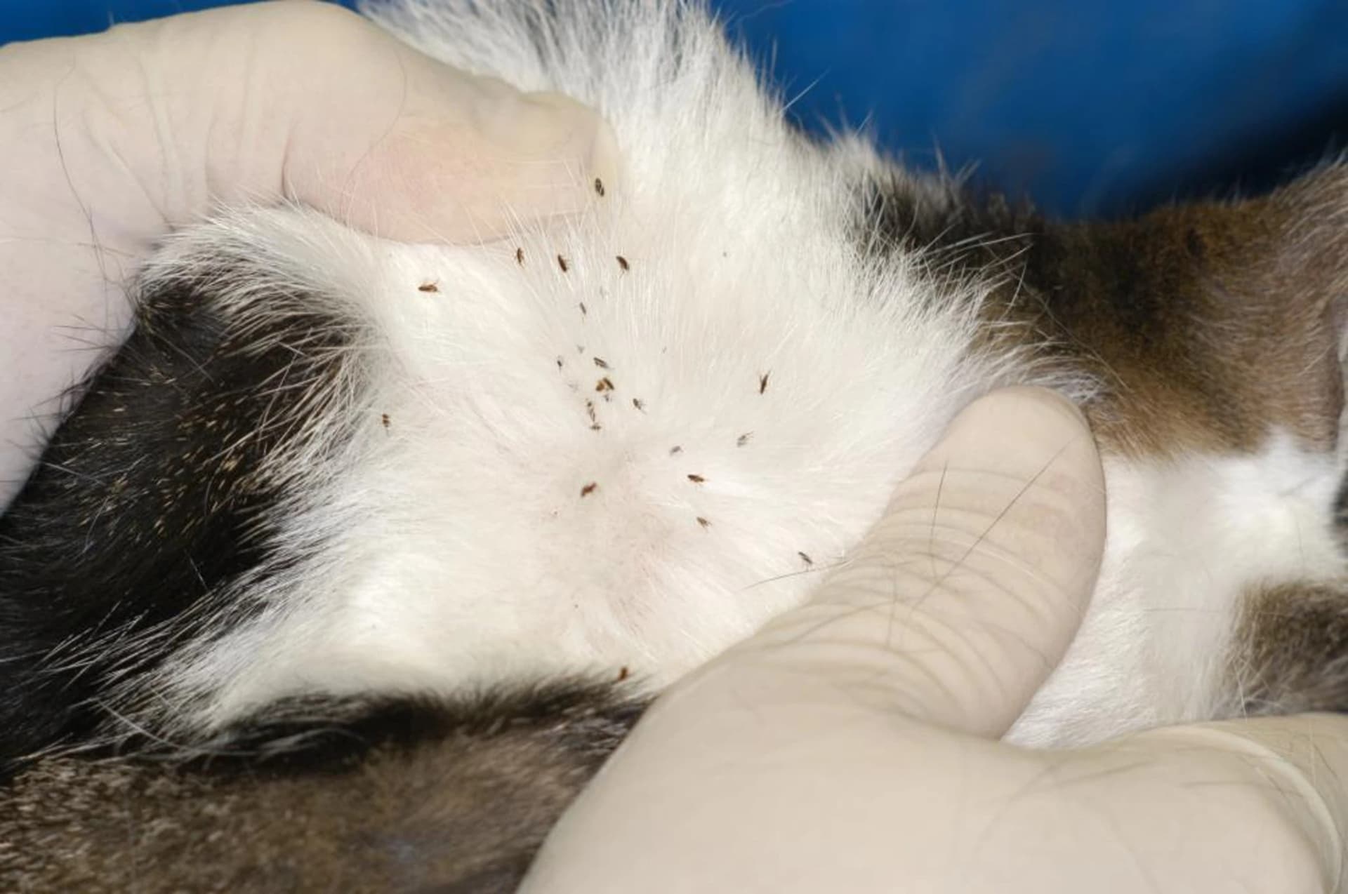 Cat fleas are the most common flea species found in UK homes. Close-up of cat fleas visible in a cat's white fur during a veterinary inspection