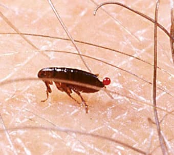 A flea feeding on human skin — fleas are just 3mm long but multiply rapidly. Close-up of a flea feeding on human skin showing its dark body and blood droplet