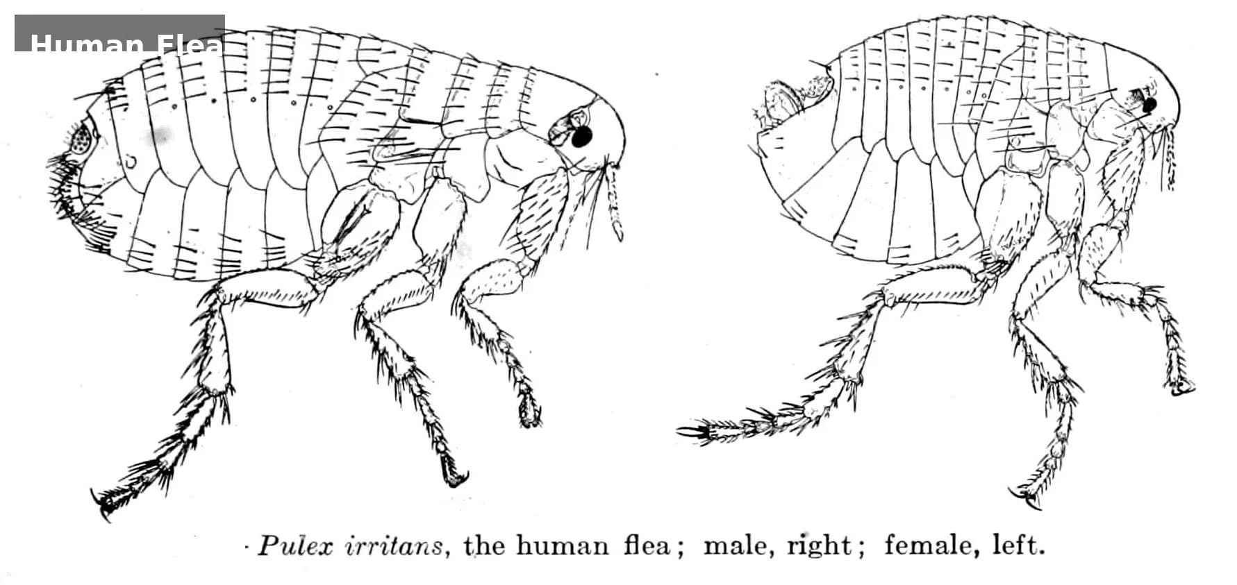 Pulex irritans, the human flea — female (left) and male (right). Illustration of Pulex irritans, the human flea — male and female specimens