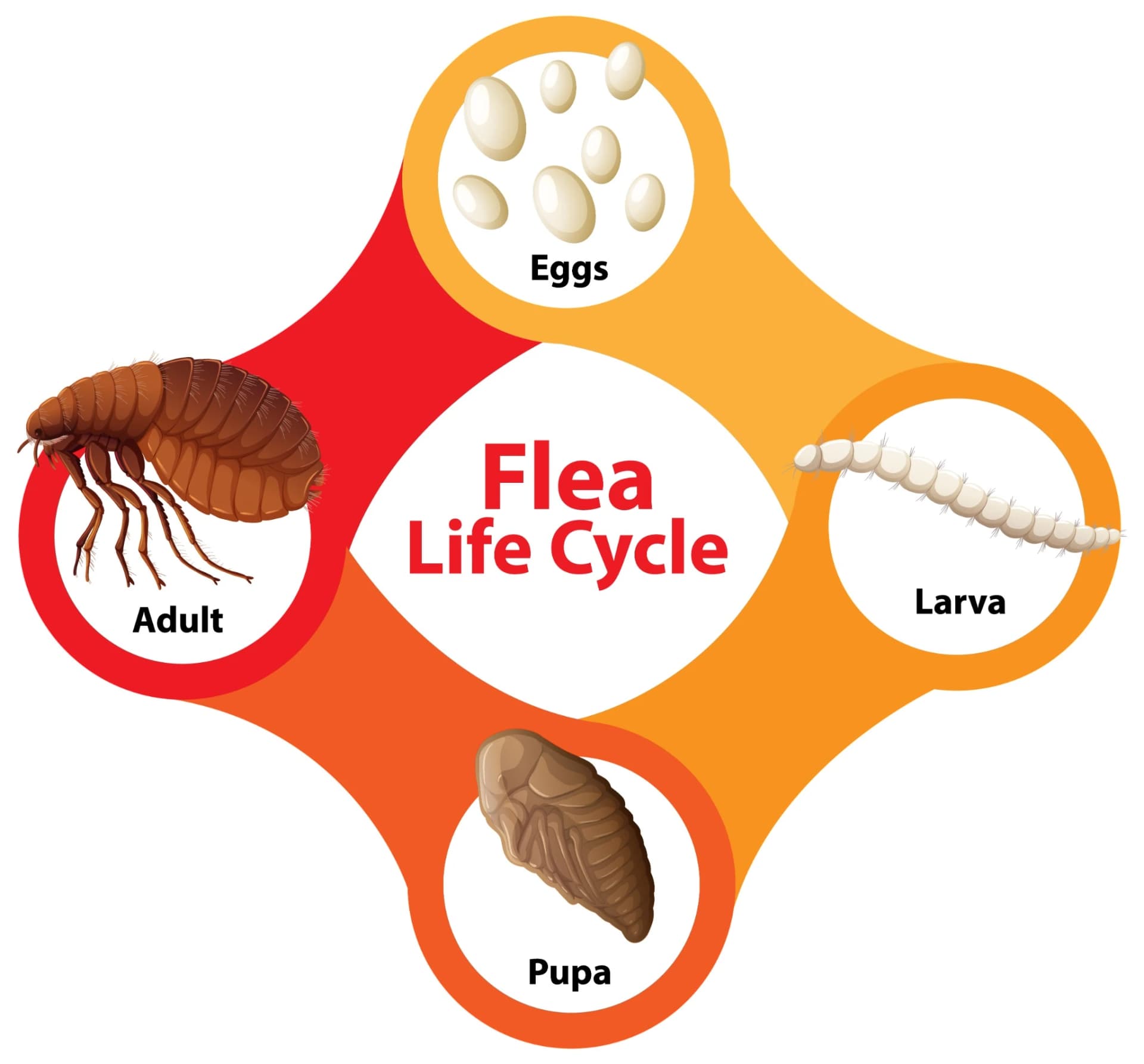 The four stages of the flea lifecycle — egg, larva, pupa, and adult. Diagram showing the flea life cycle stages: eggs, larva, pupa, and adult flea