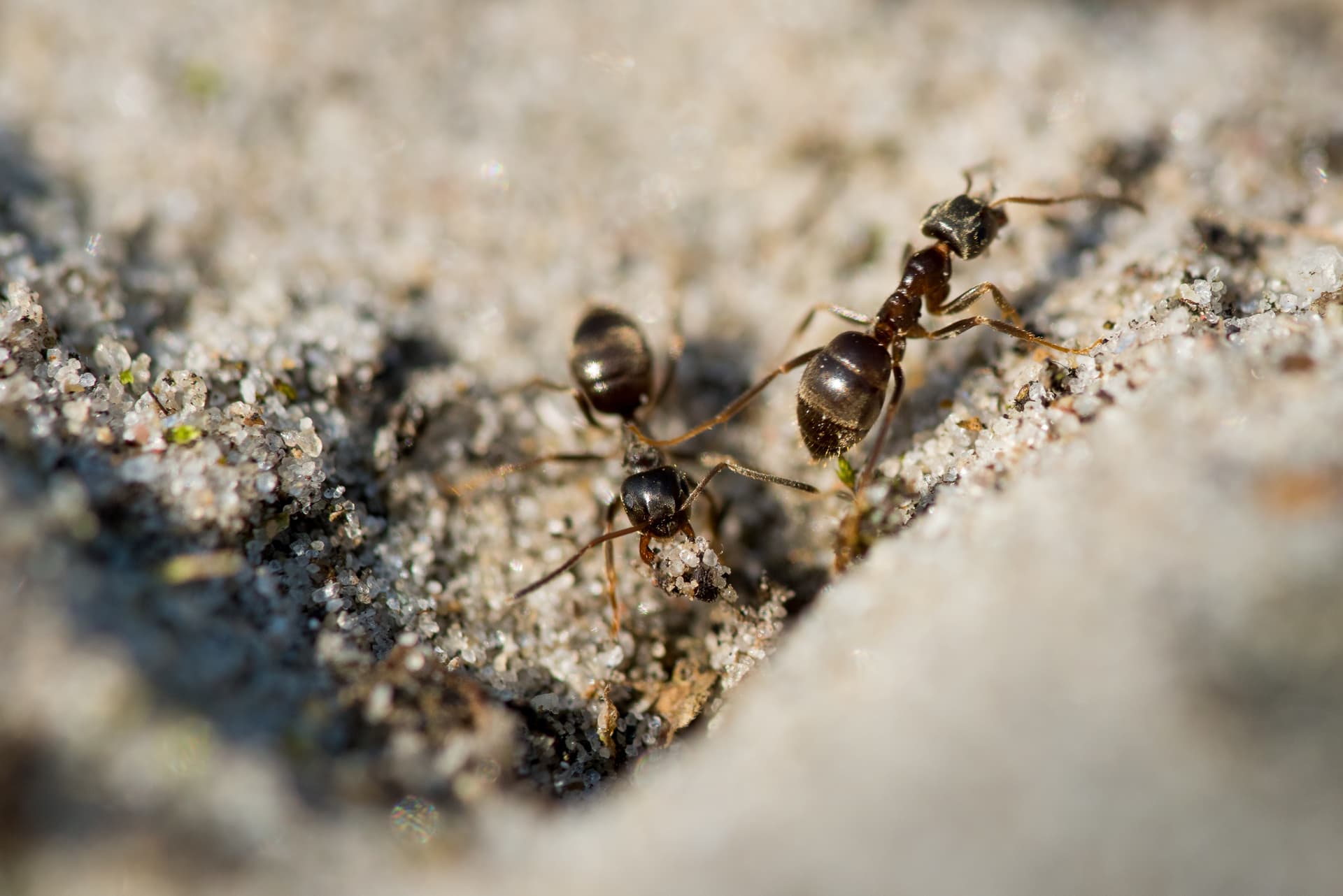 Ants in a commercial environment requiring business pest control Ants in a commercial environment requiring business pest control