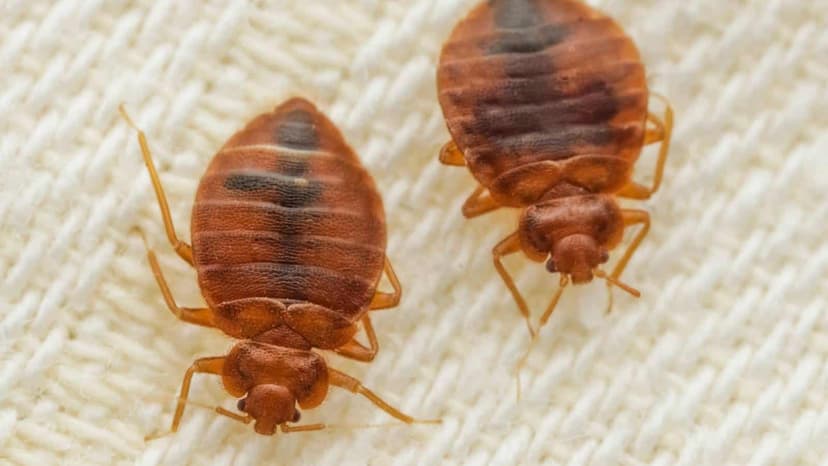 Bed Bug Removal