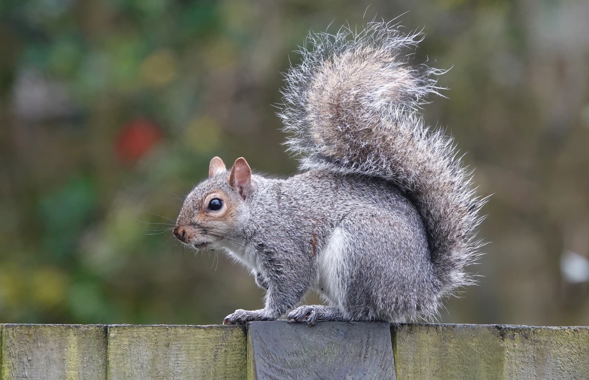 Grey squirrel used for comparison with rats in pest identification guide Grey squirrel used for comparison with rats in pest identification guide