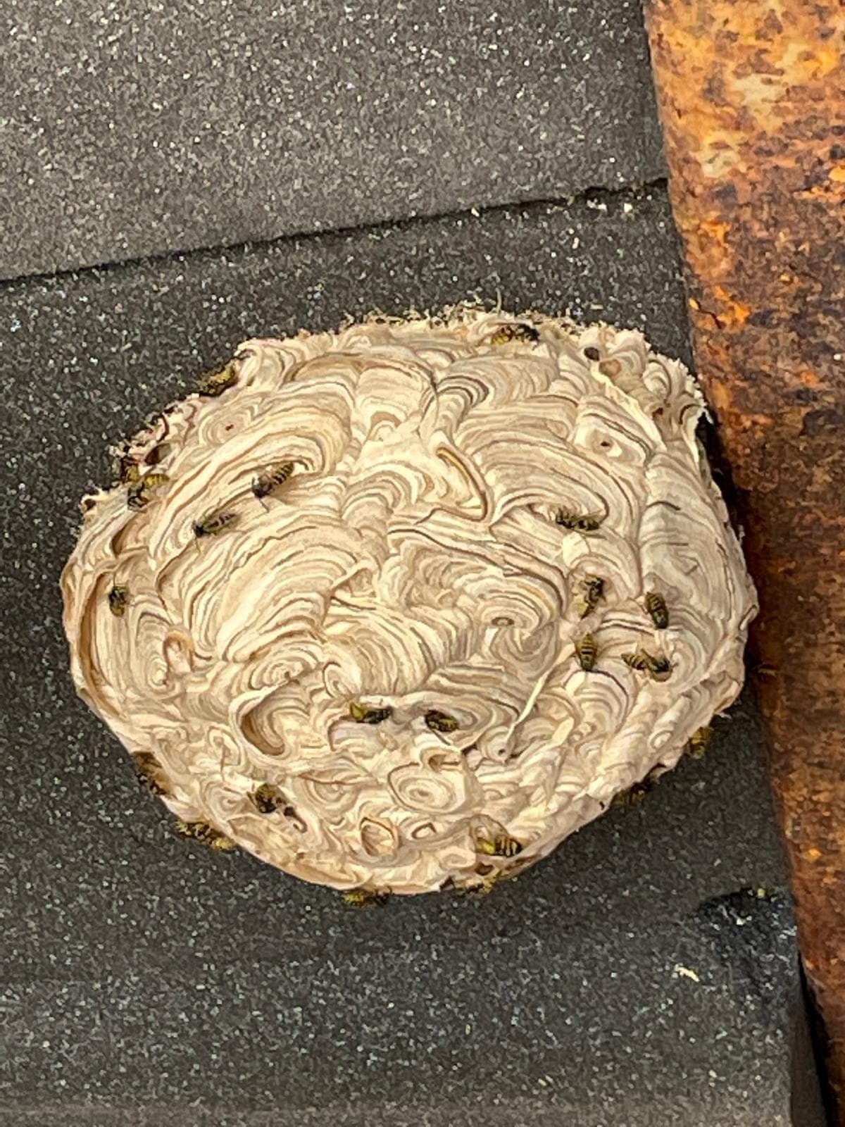 Wasp close-up used for wasp sting identification and first aid guide Wasp close-up used for wasp sting identification and first aid guide