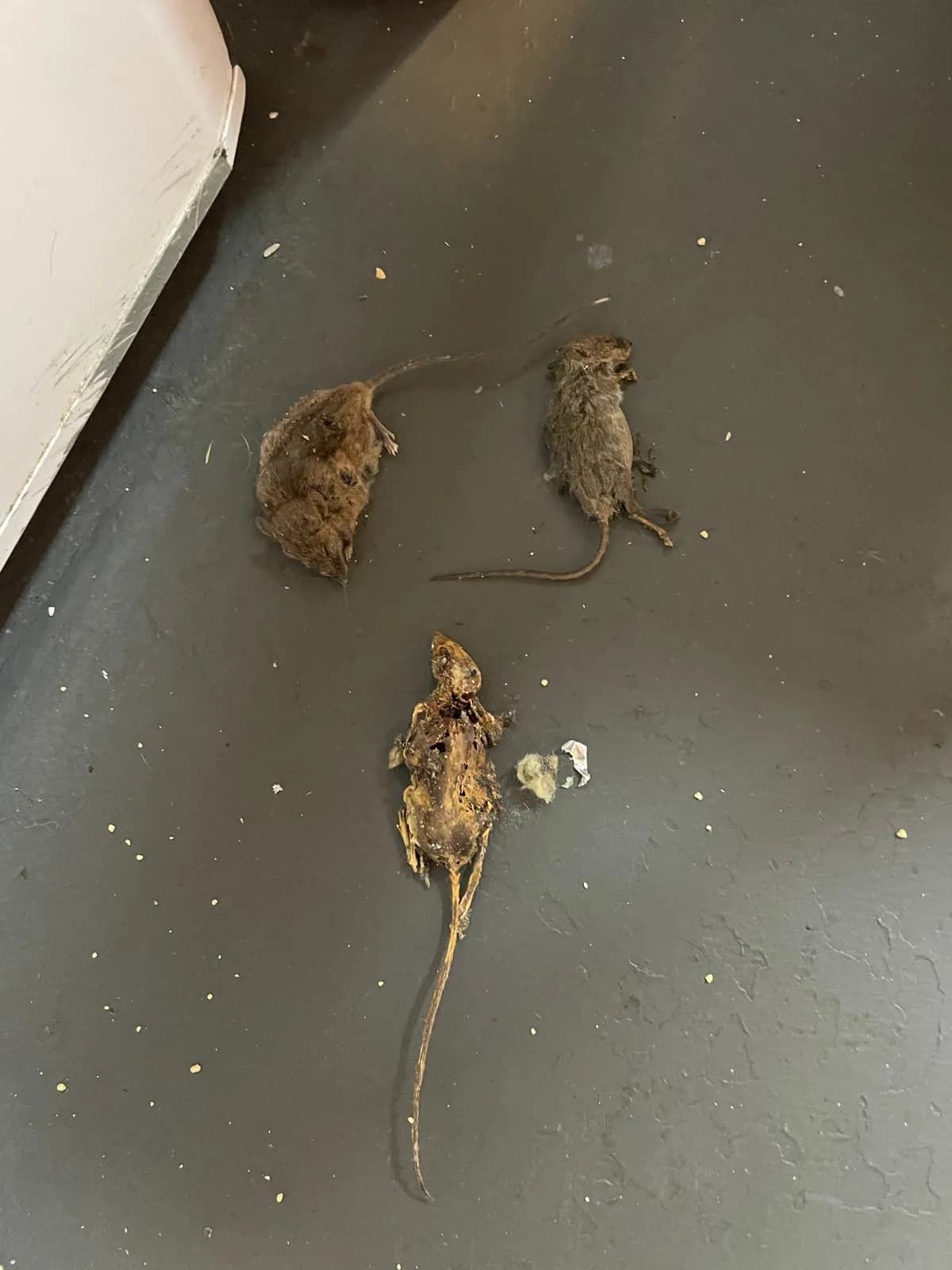 Dead mice removed during a professional sanitisation and cleanup service Dead mice removed during a professional sanitisation and cleanup service