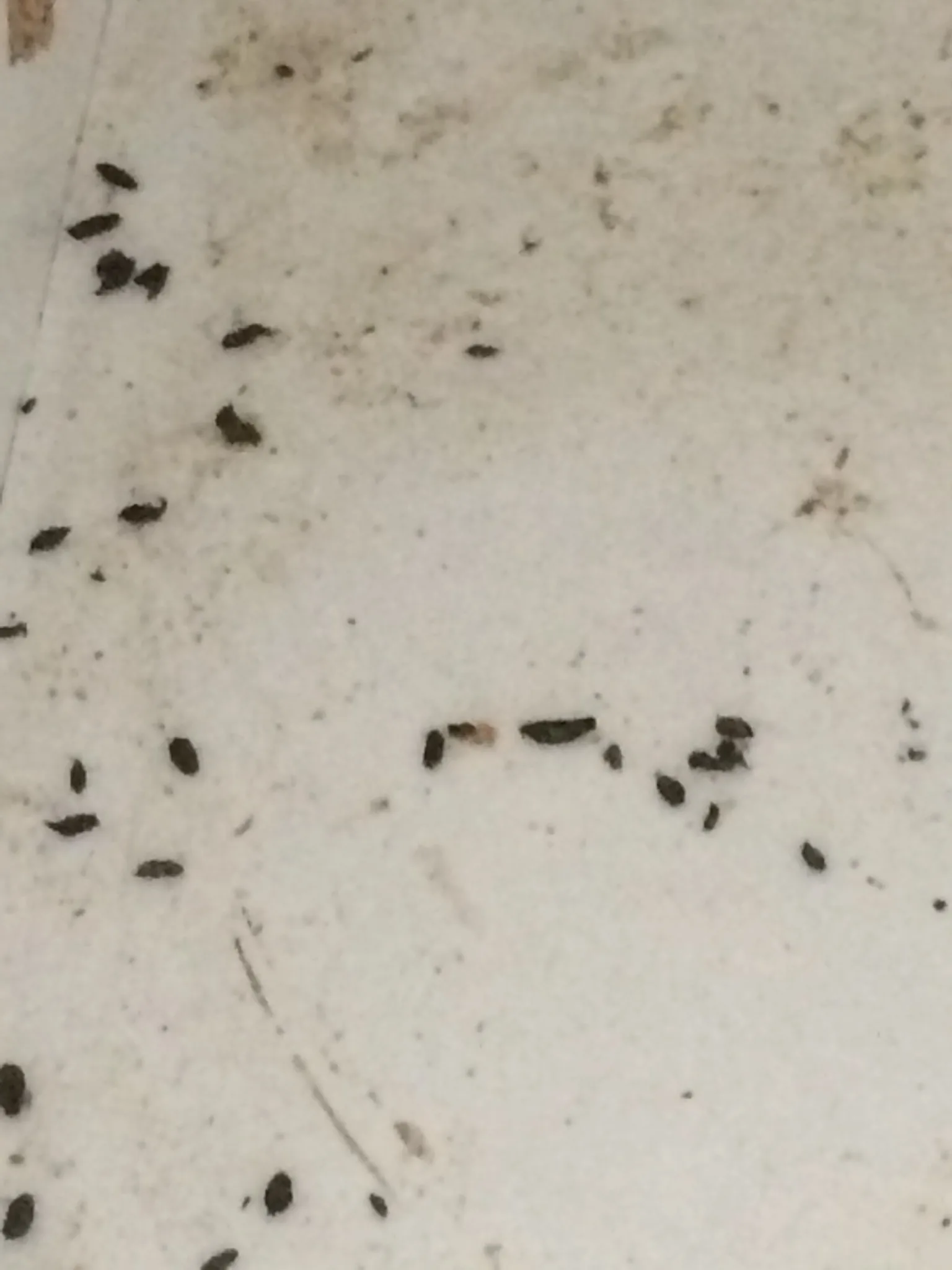 Mouse droppings scattered on a floor showing typical size and appearance Mouse droppings scattered on a floor showing typical size and appearance