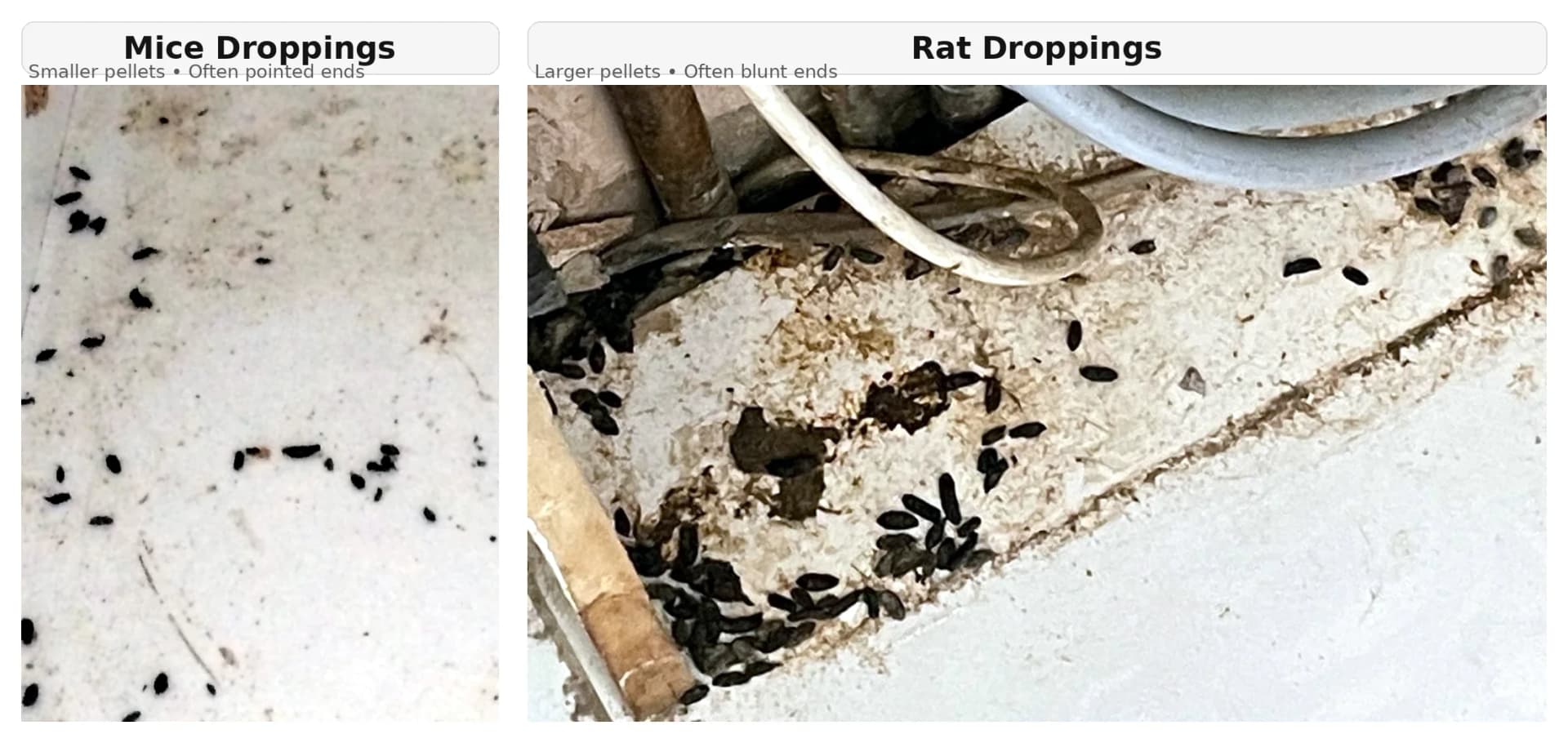 Side-by-side comparison of mouse droppings and rat droppings showing size and shape differences Side-by-side comparison of mouse droppings and rat droppings showing size and shape differences