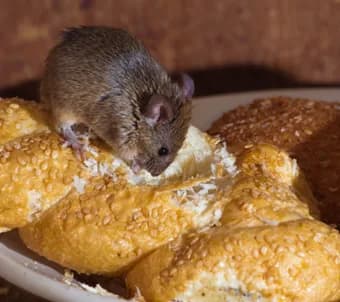 Mouse near a snap trap used to confirm mouse activity in a home Mouse near a snap trap used to confirm mouse activity in a home