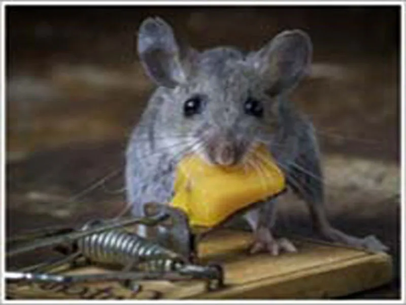 House mouse feeding on food showing typical appearance for identification House mouse feeding on food showing typical appearance for identification