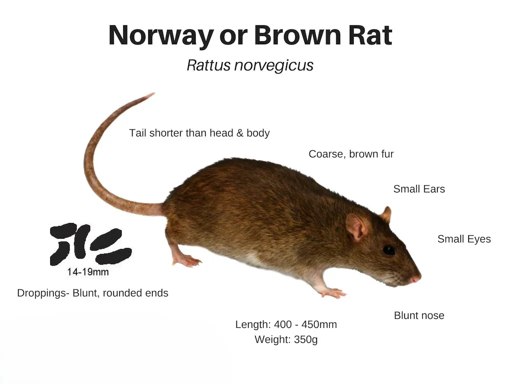 Illustrated Norway rat showing identification features, droppings, and tracks Illustrated Norway rat showing identification features, droppings, and tracks