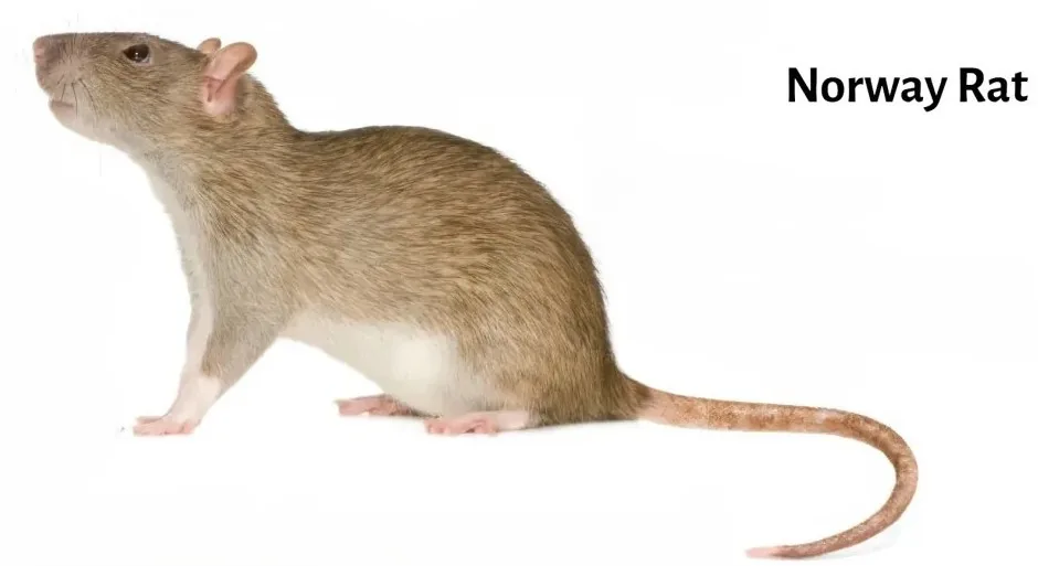 Norway brown rat showing key identification features including blunt nose and small ears Norway brown rat showing key identification features including blunt nose and small ears