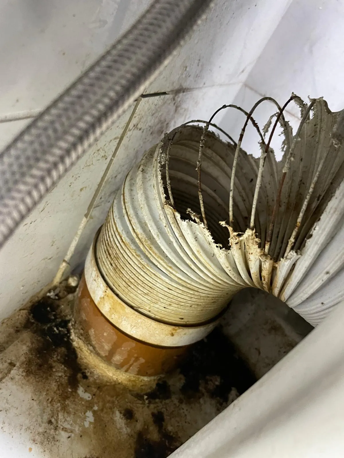 Waste pipe damaged and chewed through by rats requiring drainage repair Waste pipe damaged and chewed through by rats requiring drainage repair