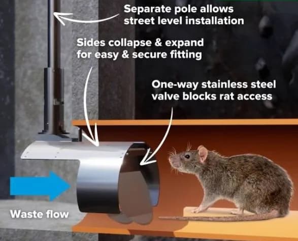 Rat blocker non-return valve installed inside a drain to prevent rats entering from the sewer Rat blocker non-return valve installed inside a drain to prevent rats entering from the sewer