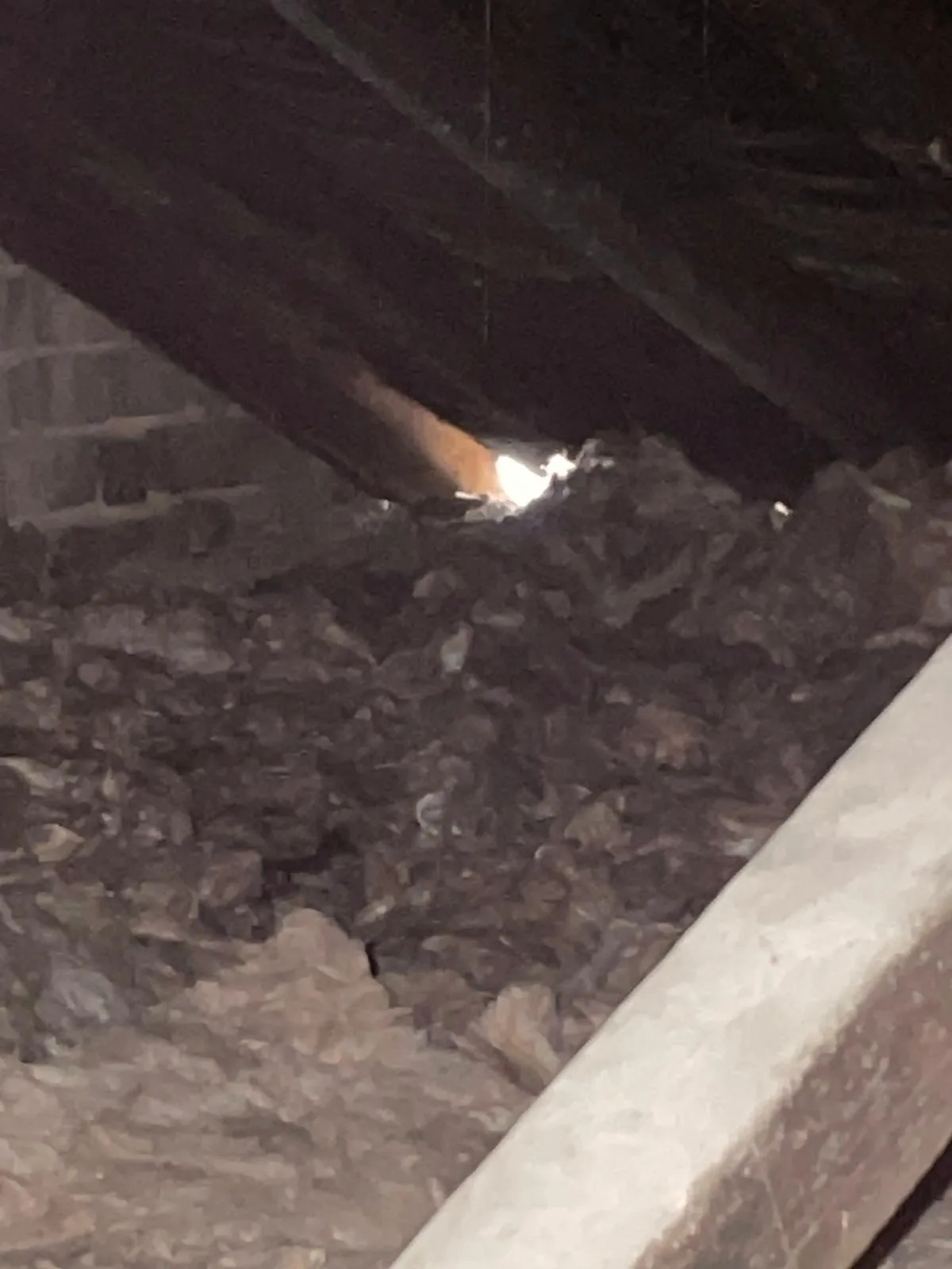 Mouse entry hole gnawed through a wall near skirting board level Mouse entry hole gnawed through a wall near skirting board level