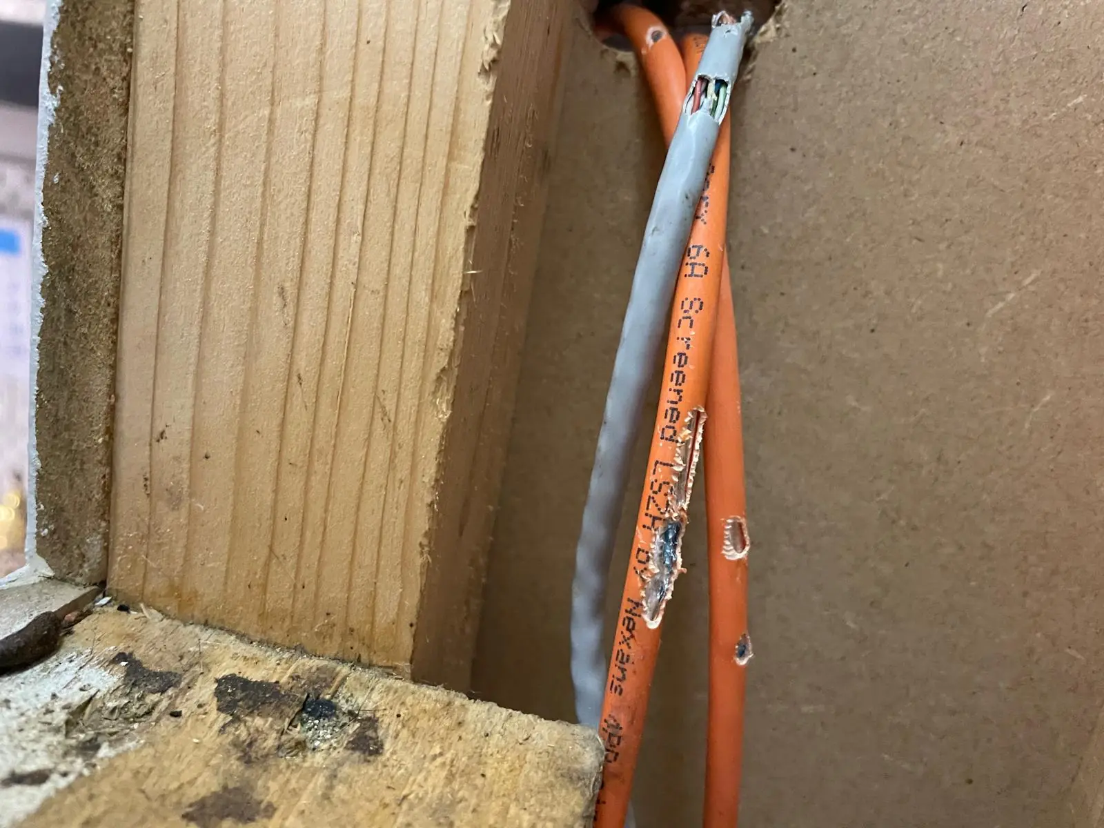 Electrical wires chewed by rats showing the structural damage rodents cause Electrical wires chewed by rats showing the structural damage rodents cause