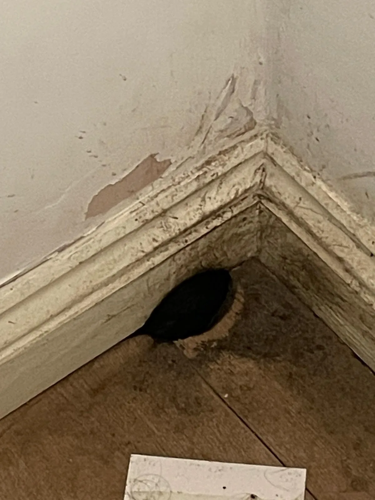 Rat gnaw marks and grease smear trails on surfaces inside a property Rat gnaw marks and grease smear trails on surfaces inside a property