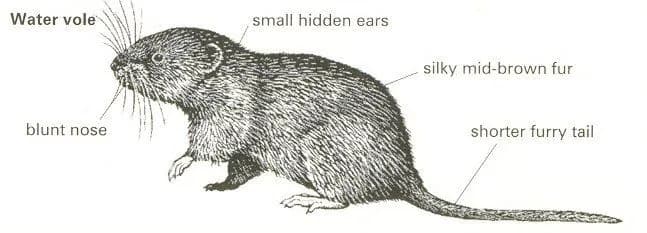 Water vole illustration showing blunt nose, small ears, and furry tail to distinguish from rats Water vole illustration showing blunt nose, small ears, and furry tail to distinguish from rats