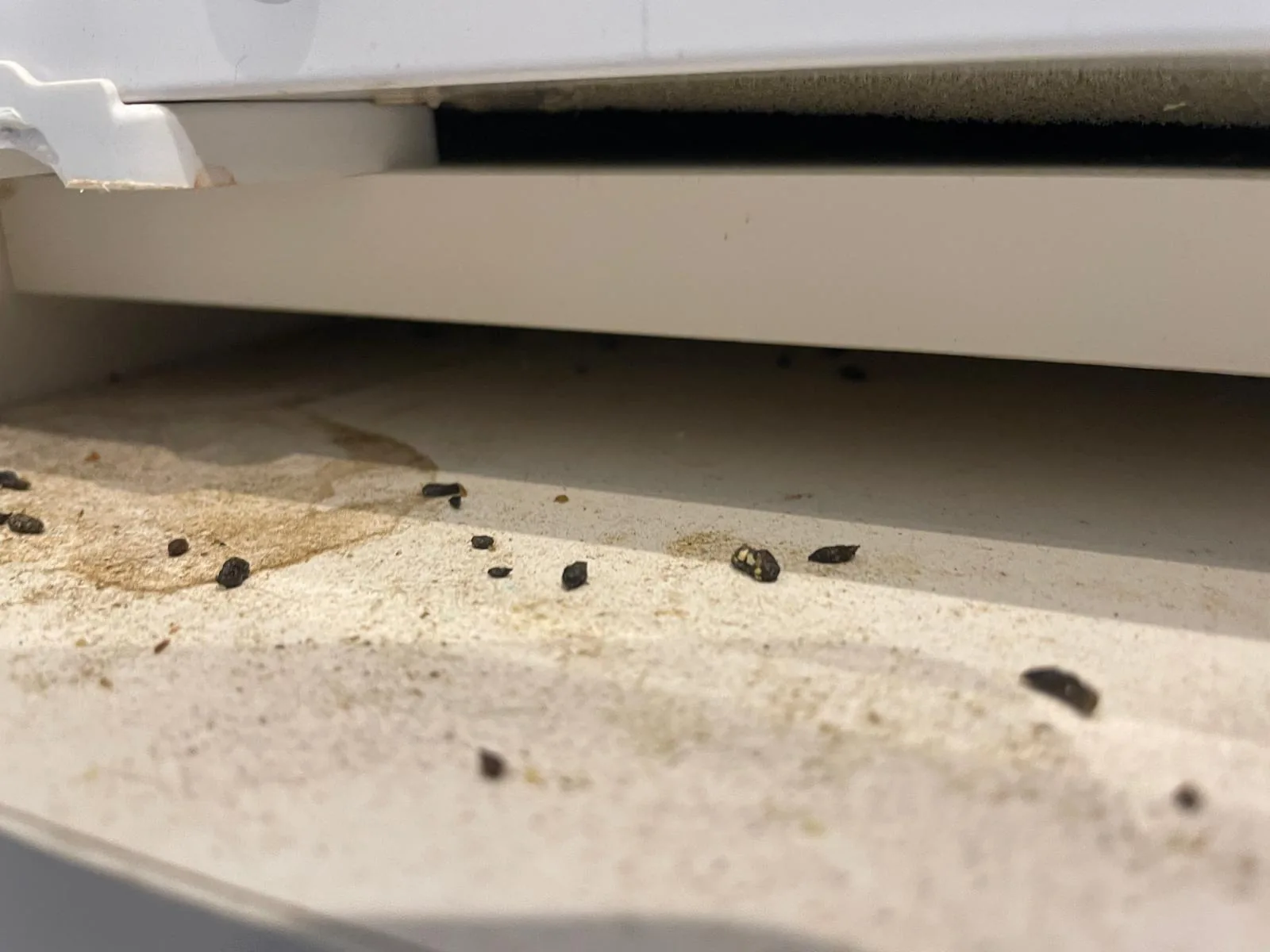 Mouse droppings found underneath a kitchen appliance during an inspection Mouse droppings found underneath a kitchen appliance during an inspection