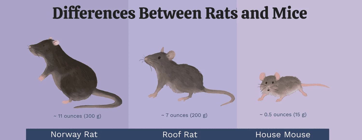 Illustrated size chart comparing Norway rat, roof rat, and house mouse for species identification Illustrated size chart comparing Norway rat, roof rat, and house mouse for species identification