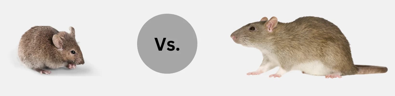 Mouse versus rat comparison showing the rodents targeted during professional mice removal Mouse versus rat comparison showing the rodents targeted during professional mice removal