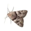 Moth