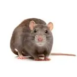 Rat Pest Control